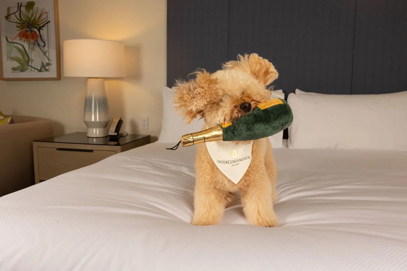 A small dog in an InterContinental Miami bandana on a hotel bed