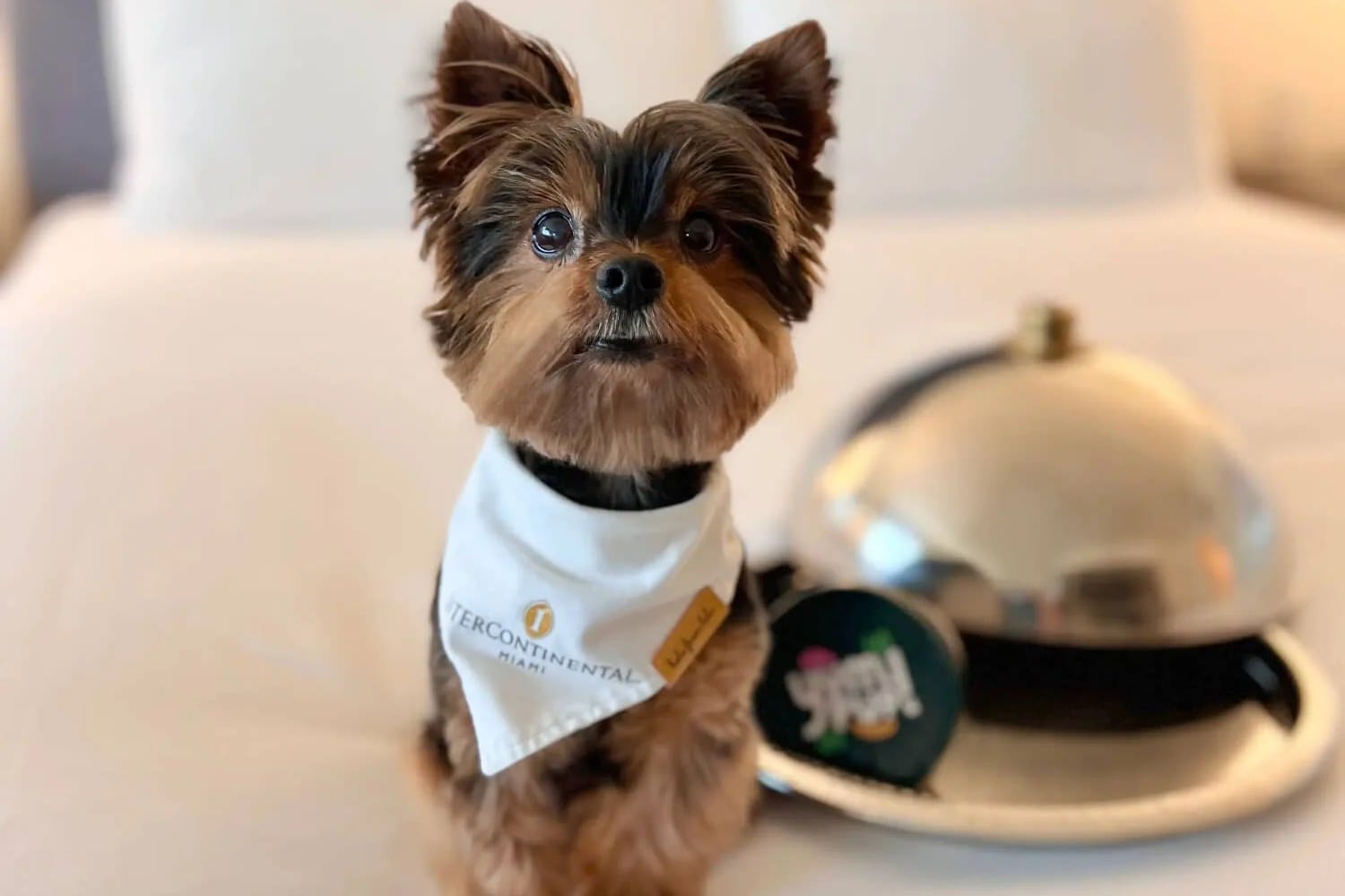 A Yorkshire terrier in an InterContinental Miami bandana beside a silver room service cloche