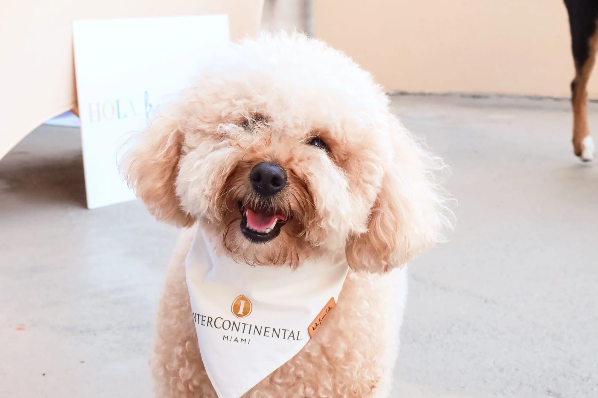 A smiling apricot poodle in the white InterContinental Miami bandana at Paws Patio