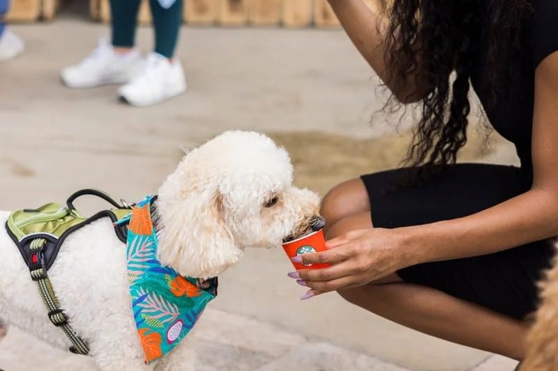 A white poodle in a tropical bandana drinks from a red pup cup at Paws Patio