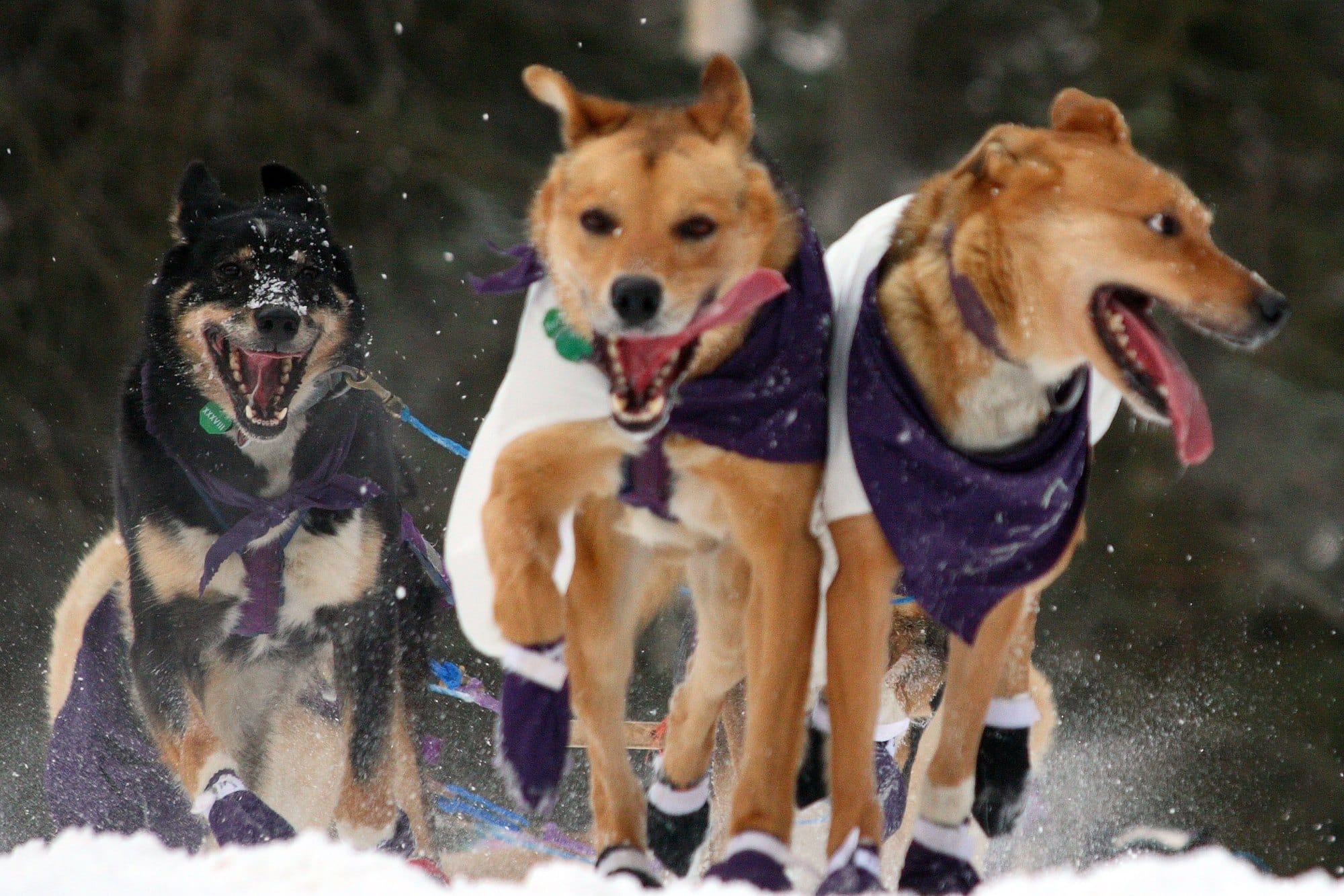 Three sled dogs in purple bandanas and booties running through snow