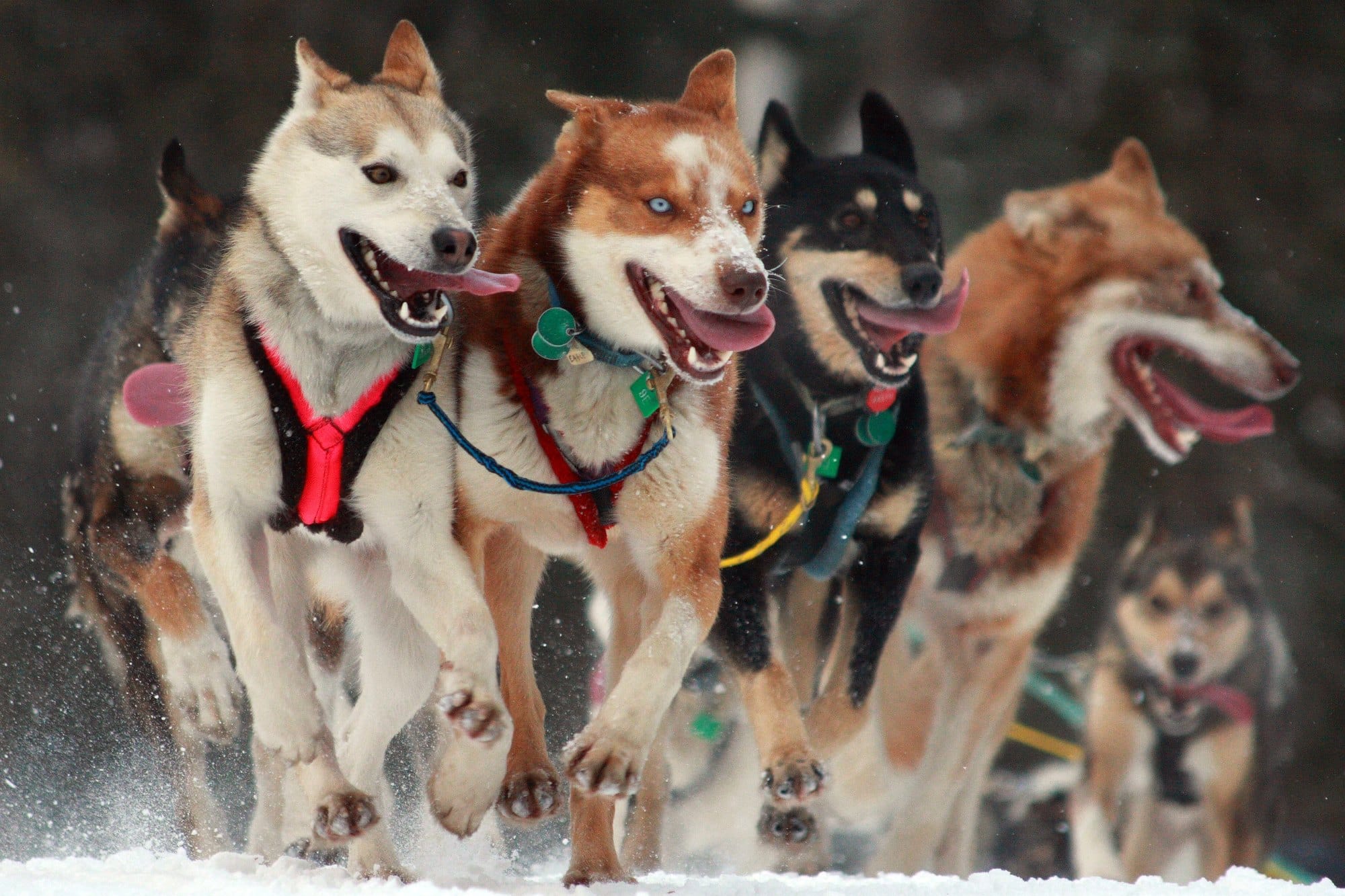 A team of huskies in harness running towards the camera through snow