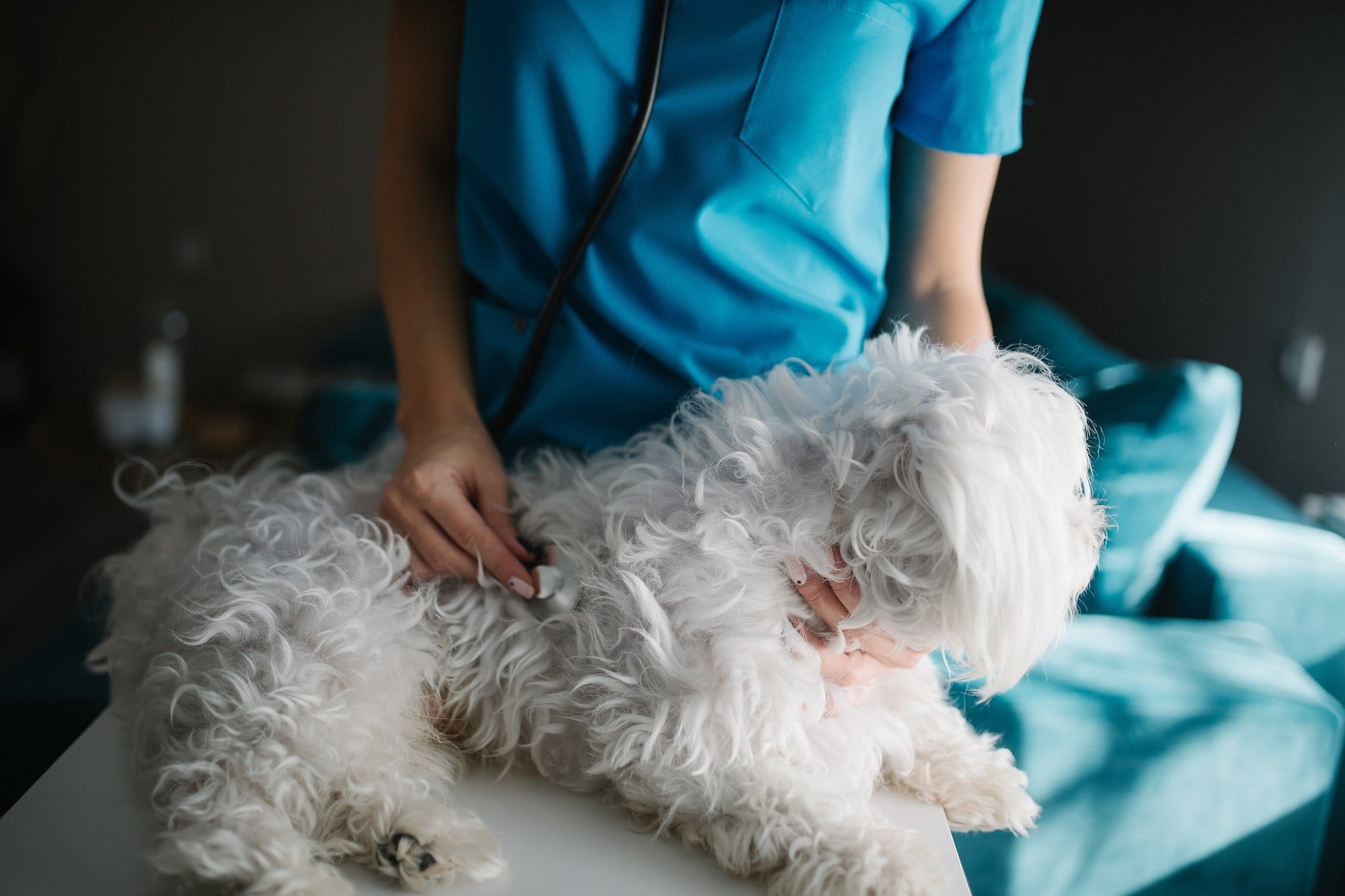A vet listening to a white Maltese dog's chest with a stethoscope on an examination table