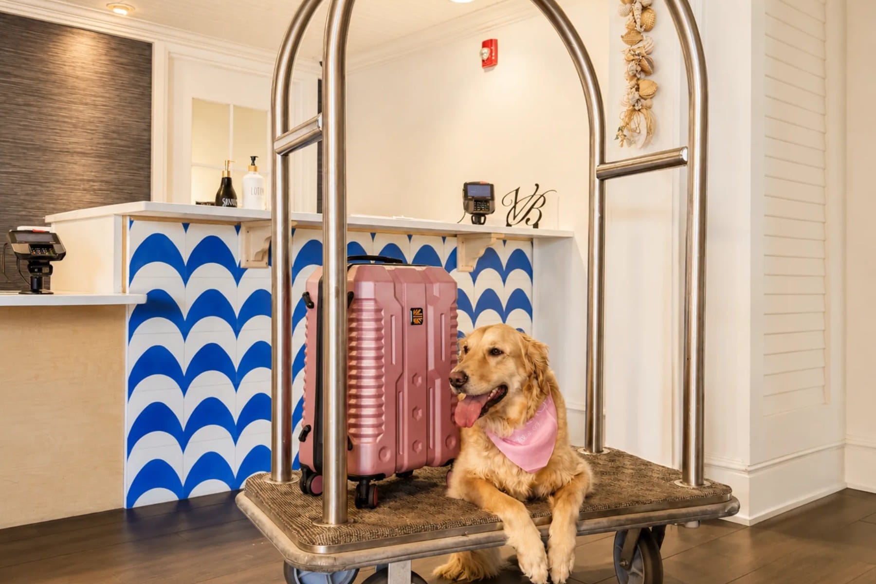 Hazel the golden retriever lies on a luggage cart beside a pink suitcase at the front desk