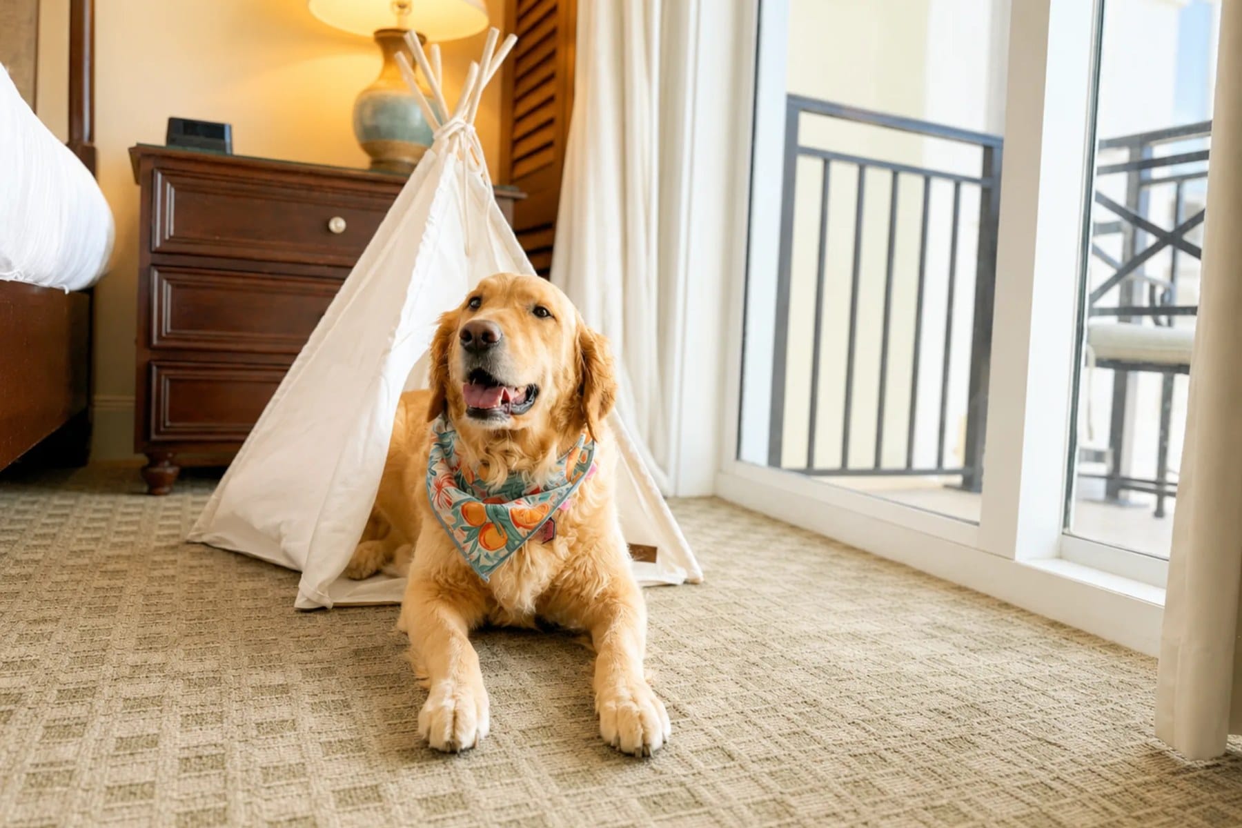 A golden retriever in a bandana lies in front of a white dog teepee in a guest room