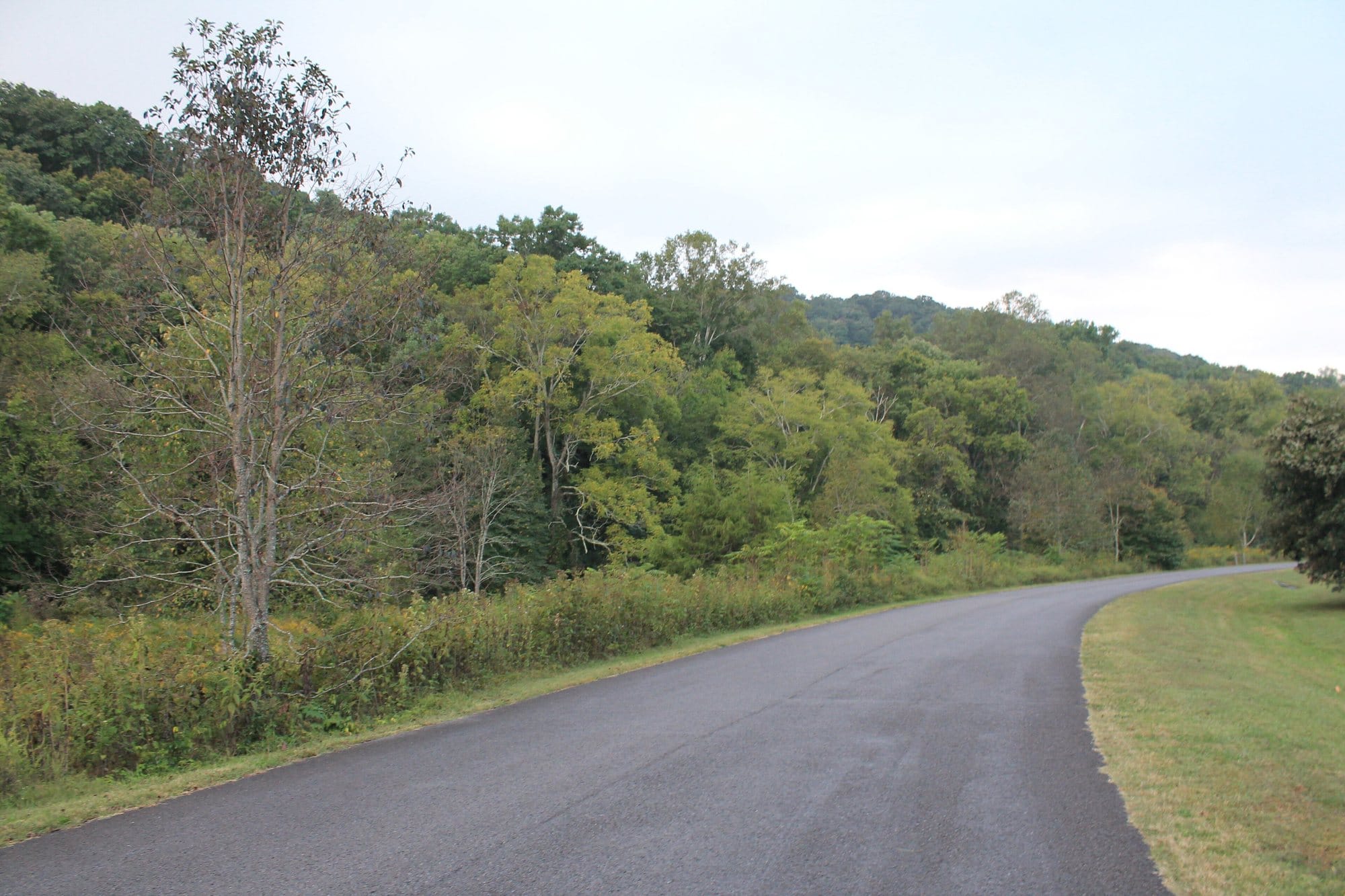 A quiet park road curving past wooded hills in Edwin Warner Park, Nashville