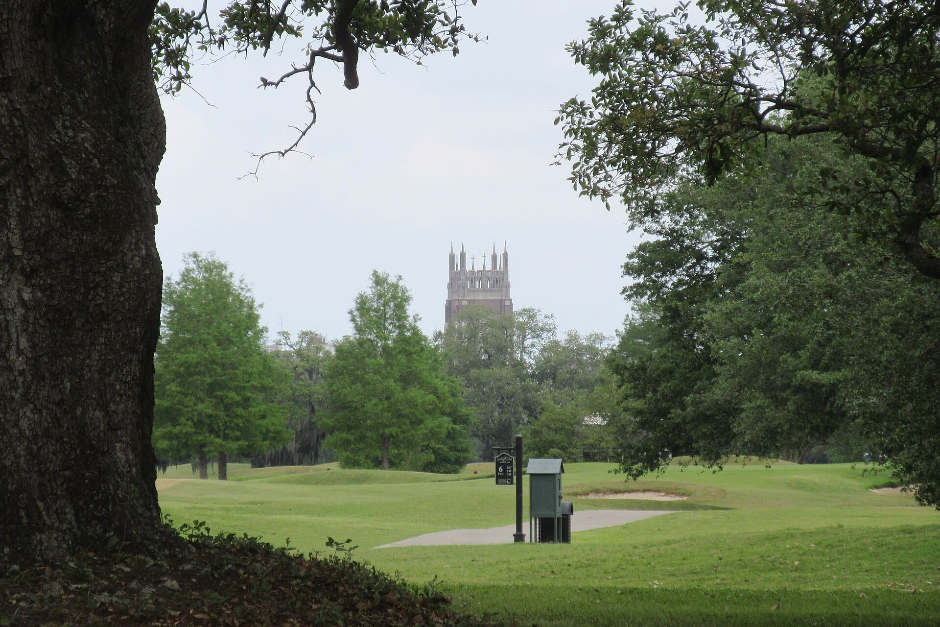 A live oak framing open lawns in Audubon Park, with a Gothic tower beyond the trees