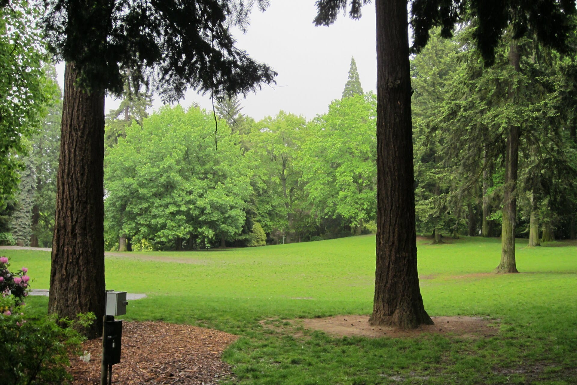 A wide green lawn framed by tall fir trunks in the dog off lead area of Laurelhurst Park, Portland