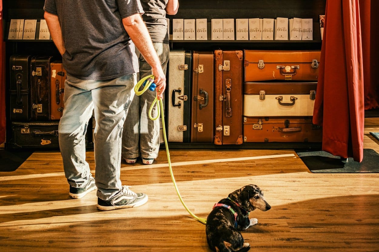 A small dachshund cross on a lead lying on a wooden floor beside a wall of vintage suitcases at a hotel reception