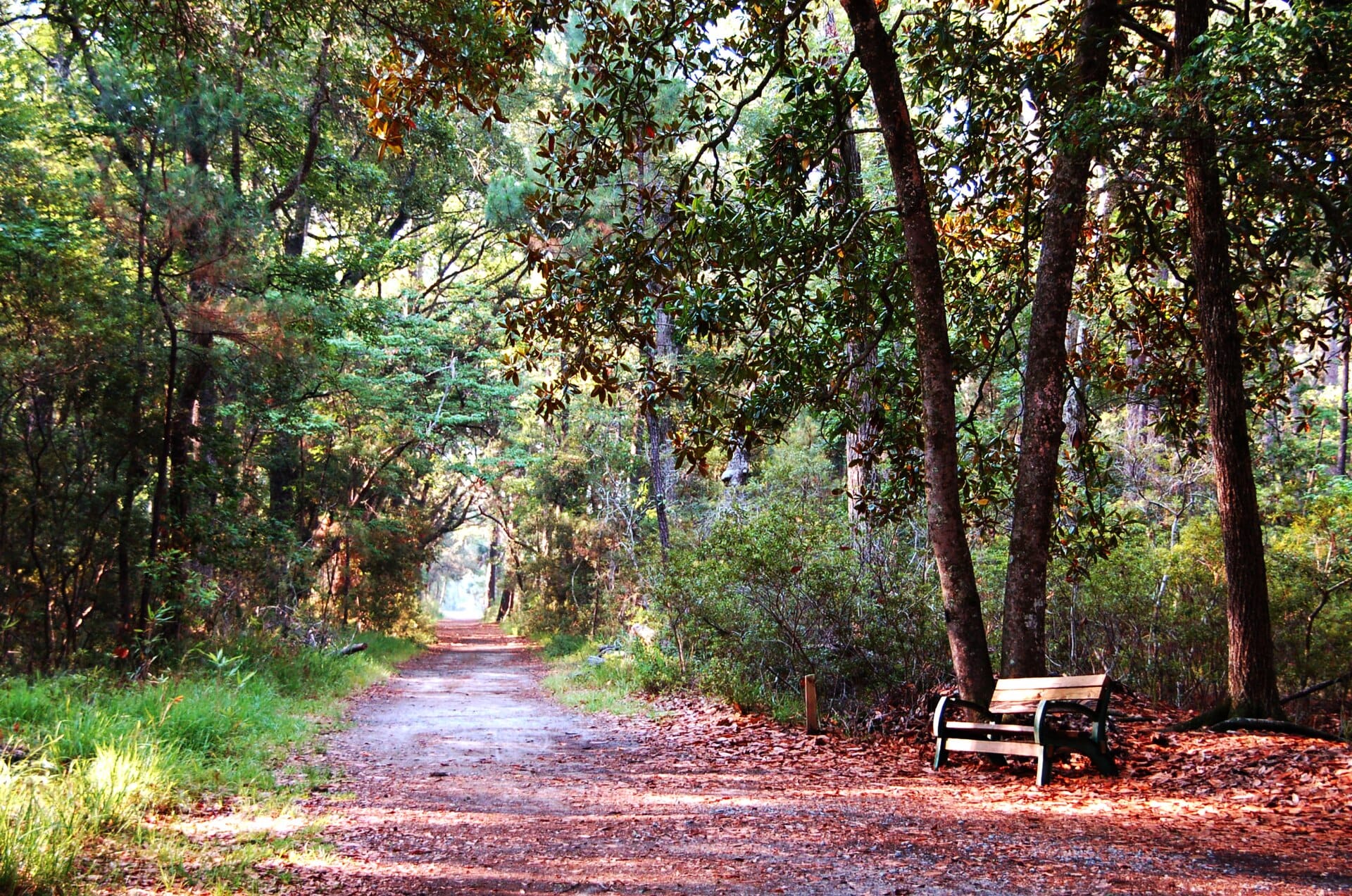 A sandy trail under pines and magnolias with a bench beside it at Skidaway Island State Park