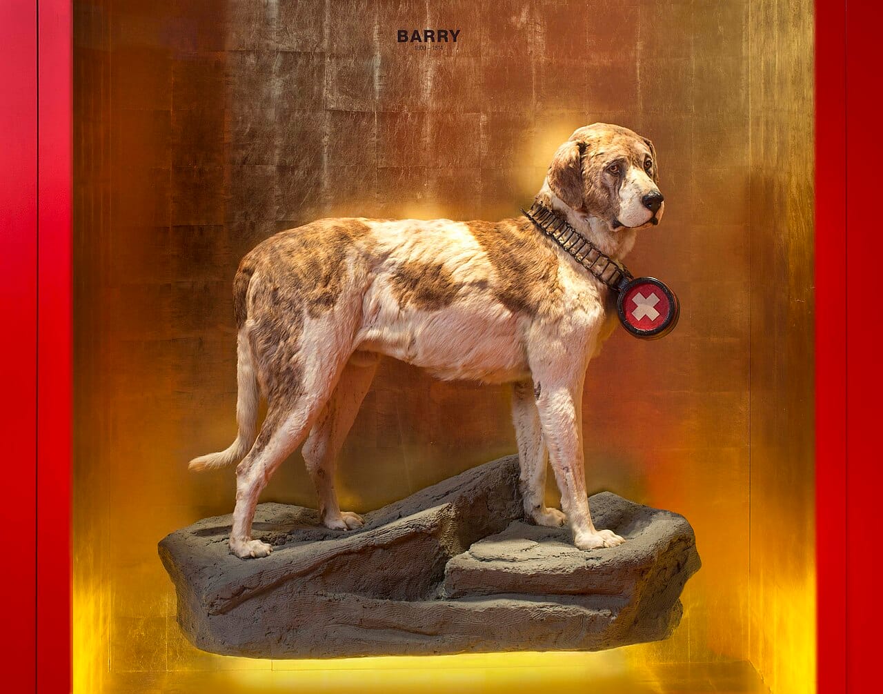 Barry the St Bernard, mounted in his case at the Natural History Museum of Bern