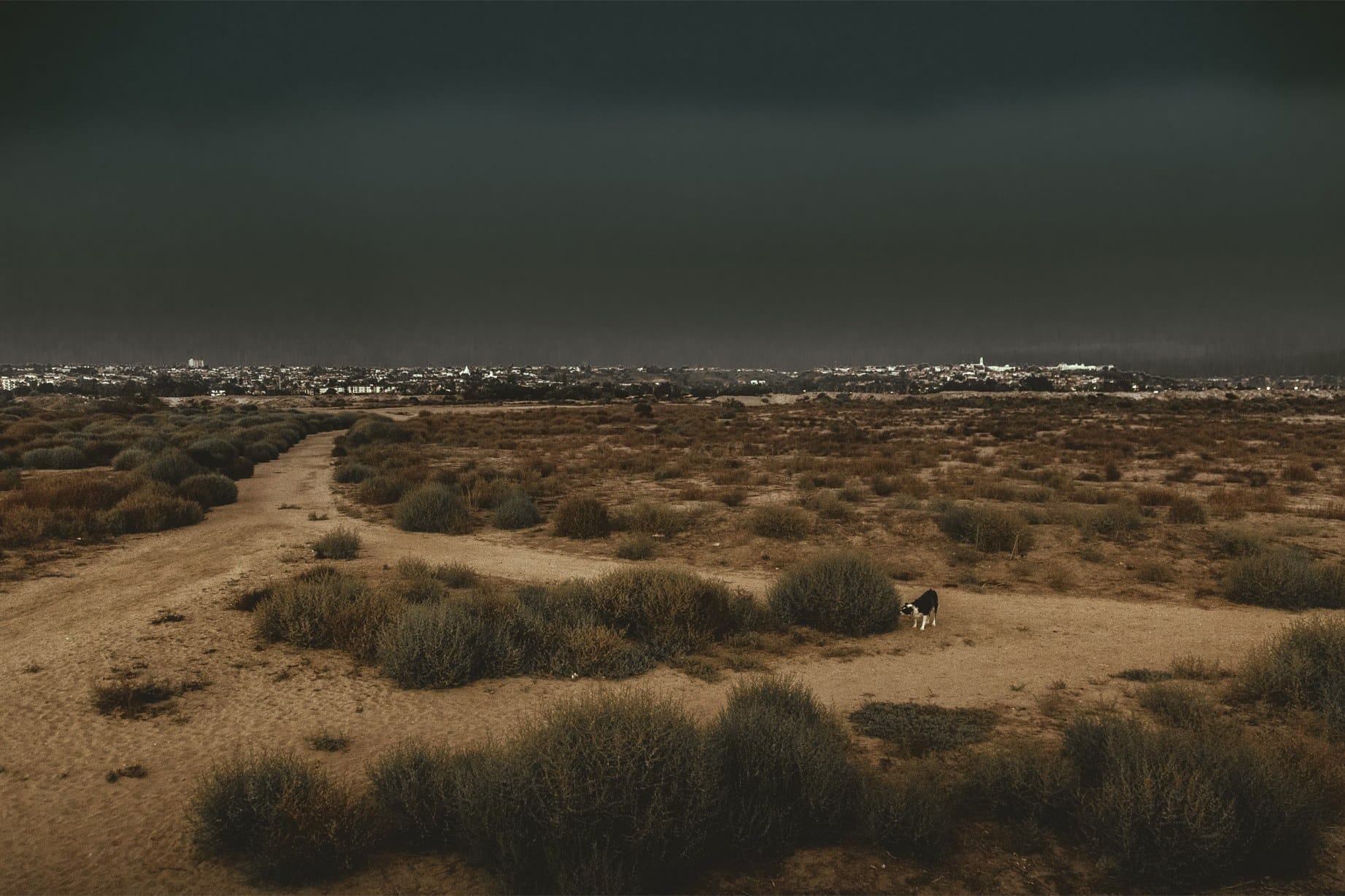 A black and white dog exploring a sandy path among low scrub on Fiesta Island under a dark sky