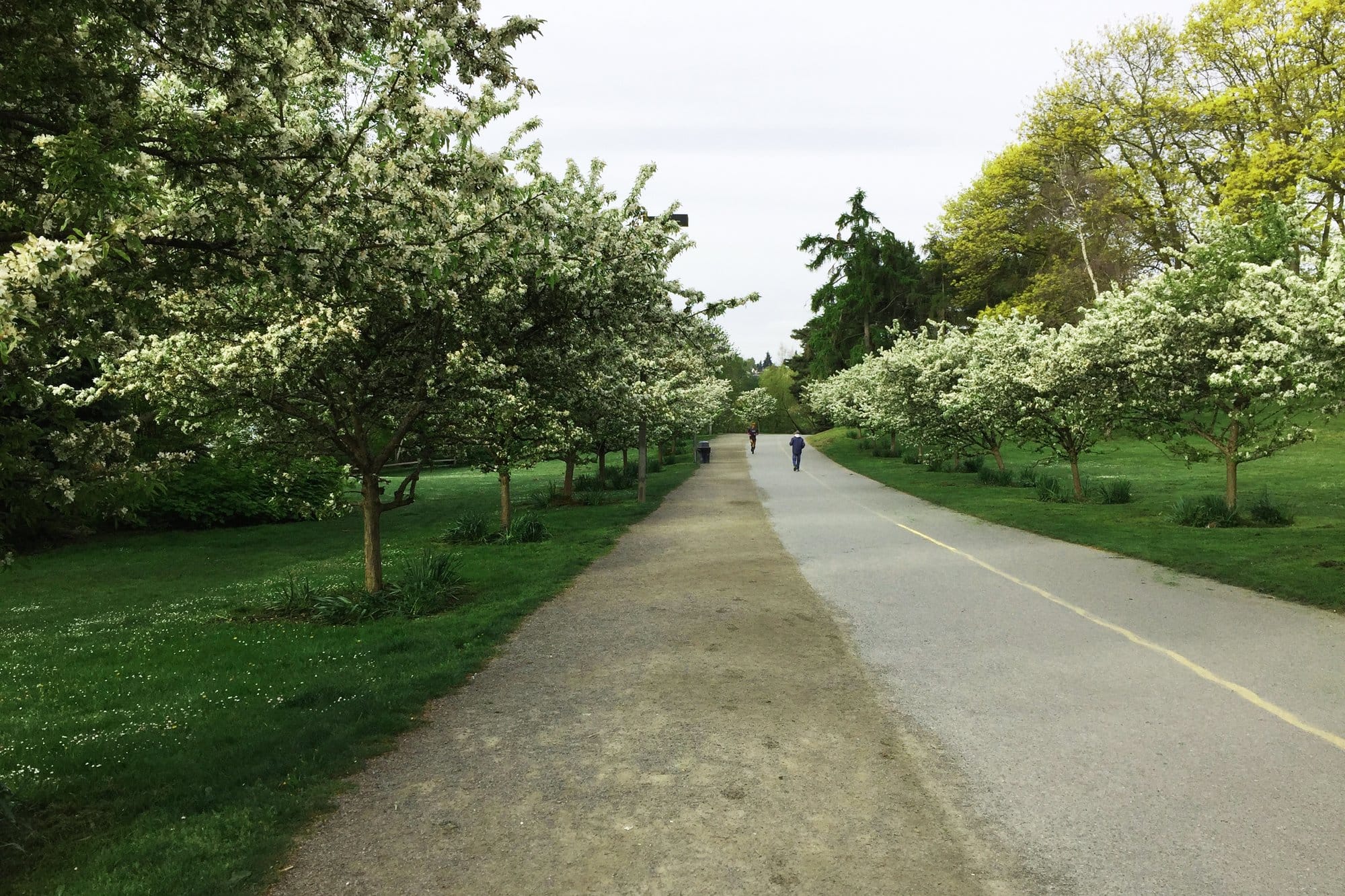 A wide path around Green Lake lined with white blossoming trees and green lawns, with two walkers in the distance