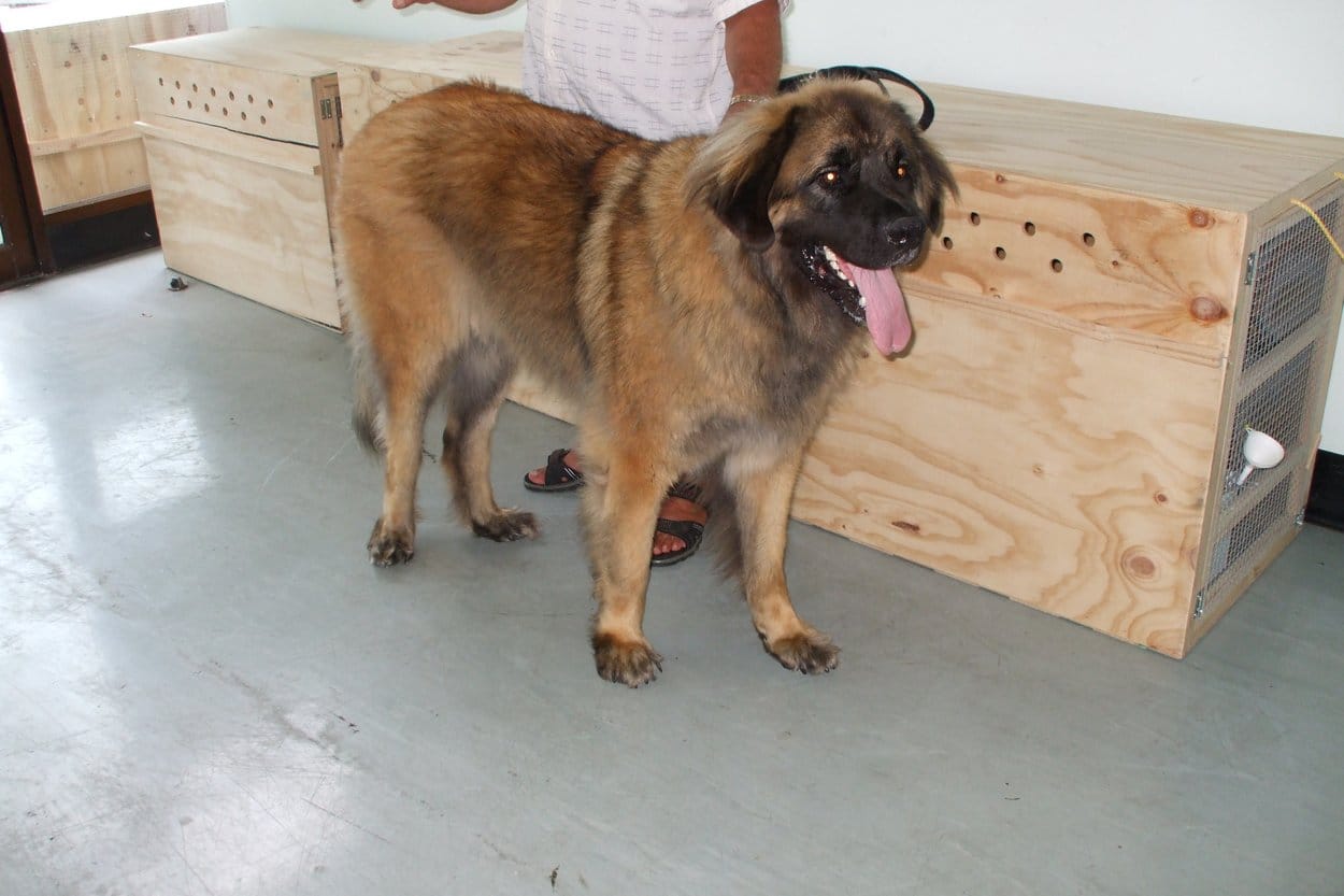 A large long-coated dog standing beside wooden pet travel crates