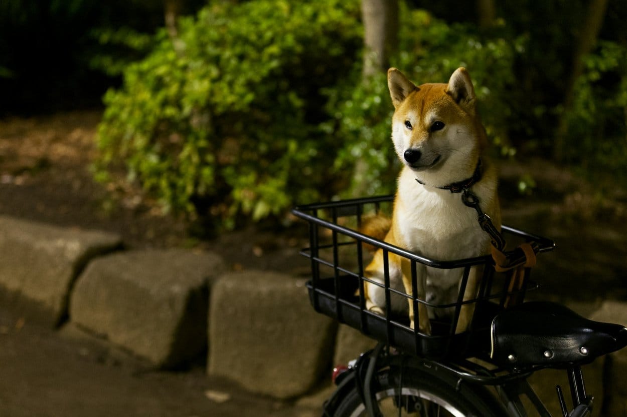 A Shiba Inu sitting upright in the front basket of a bicycle beside a hedge at night