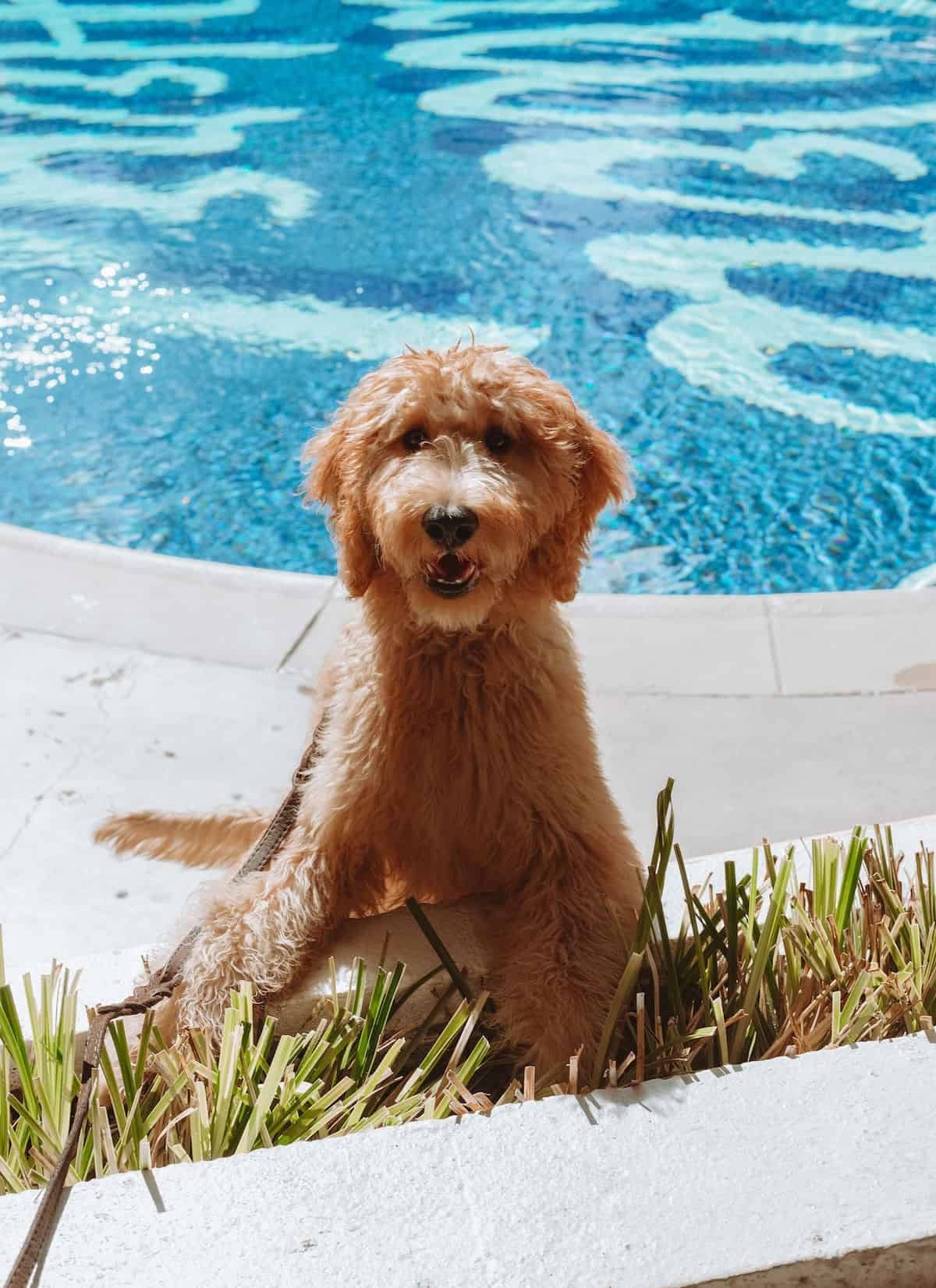 A dog sitting beside the Wish You Were Here pool at the Surfjack Hotel