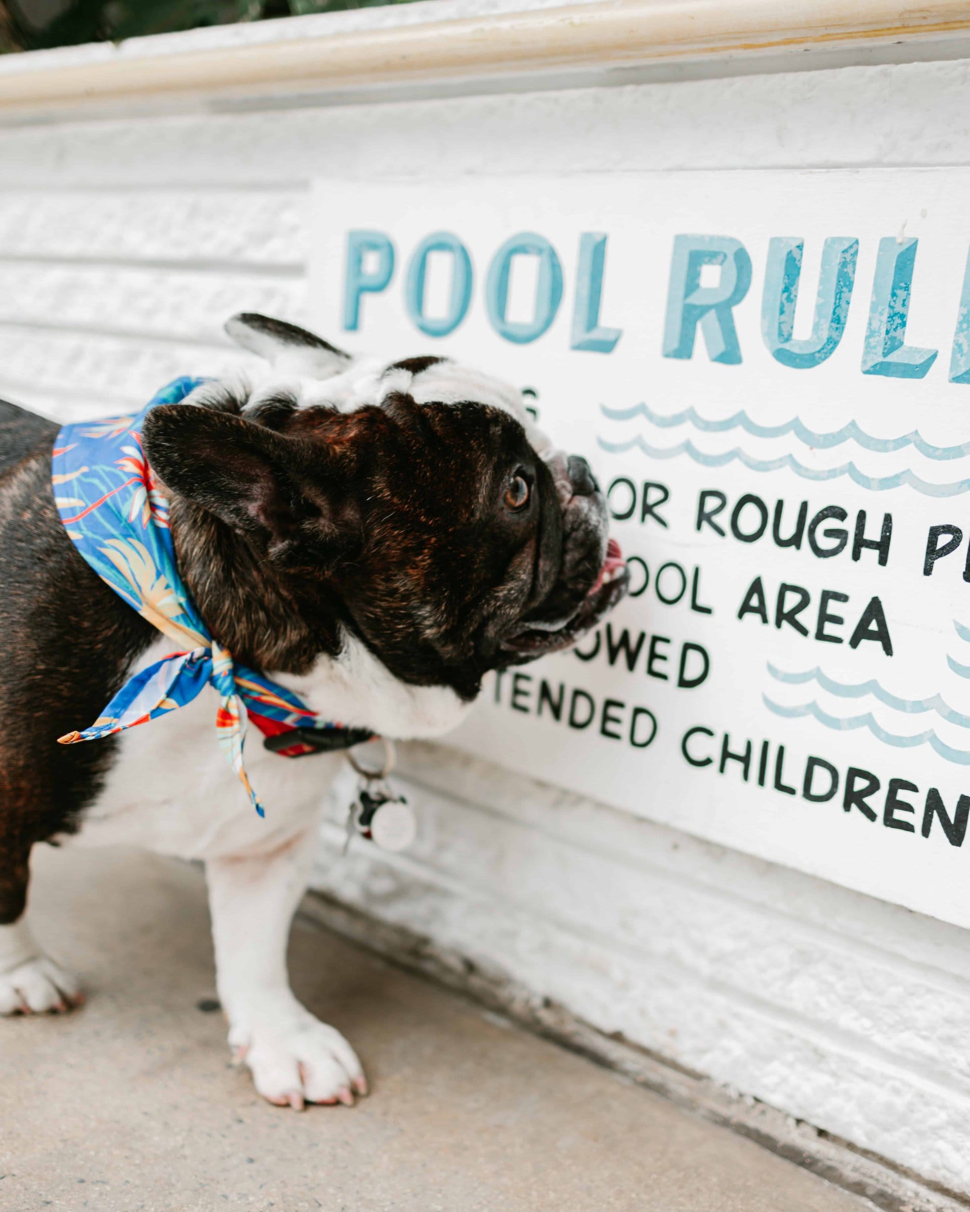 Jack the hotel dog in a Hawaiian bandana beside the pool rules sign at the Surfjack
