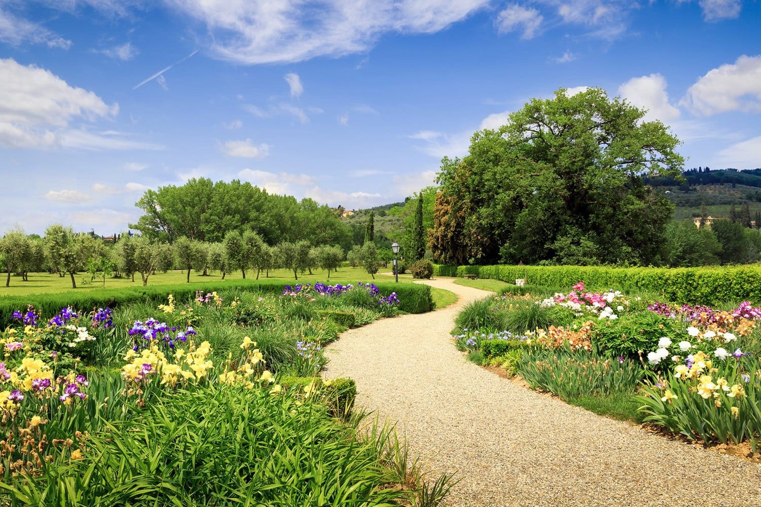 A gravel path winds between iris beds and olive trees in the park at Villa La Massa