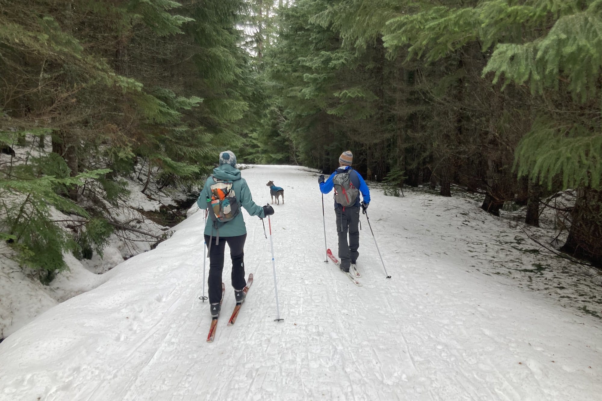 Two cross-country skiers and a small dog in a coat on a snowy forest track in Mount Hood National Forest, Oregon
