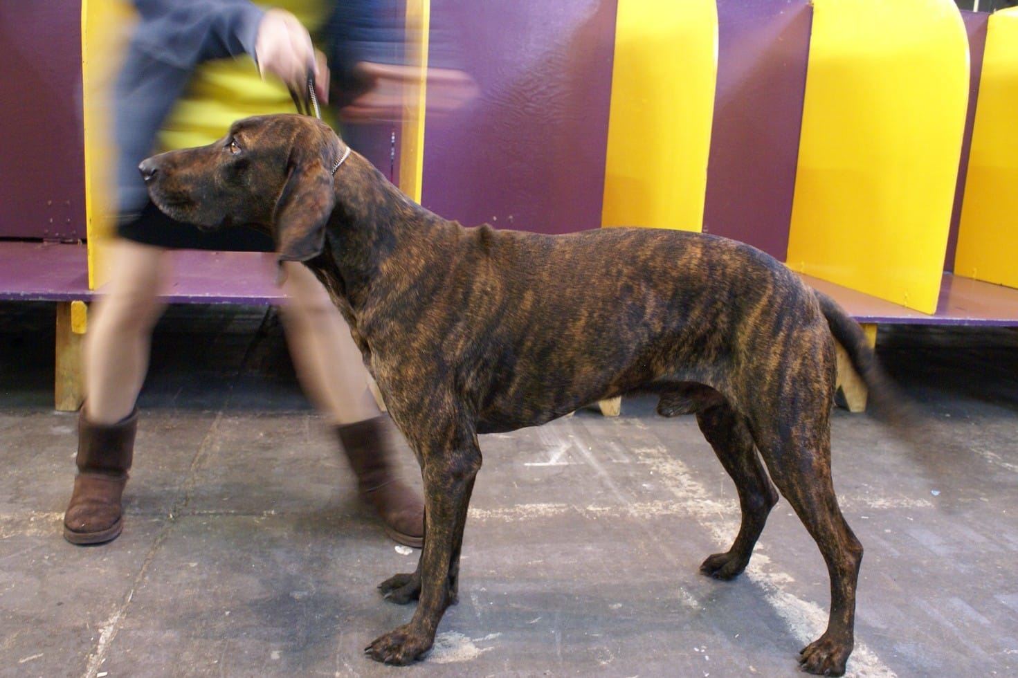 A brindle hound standing beside purple and yellow show benches