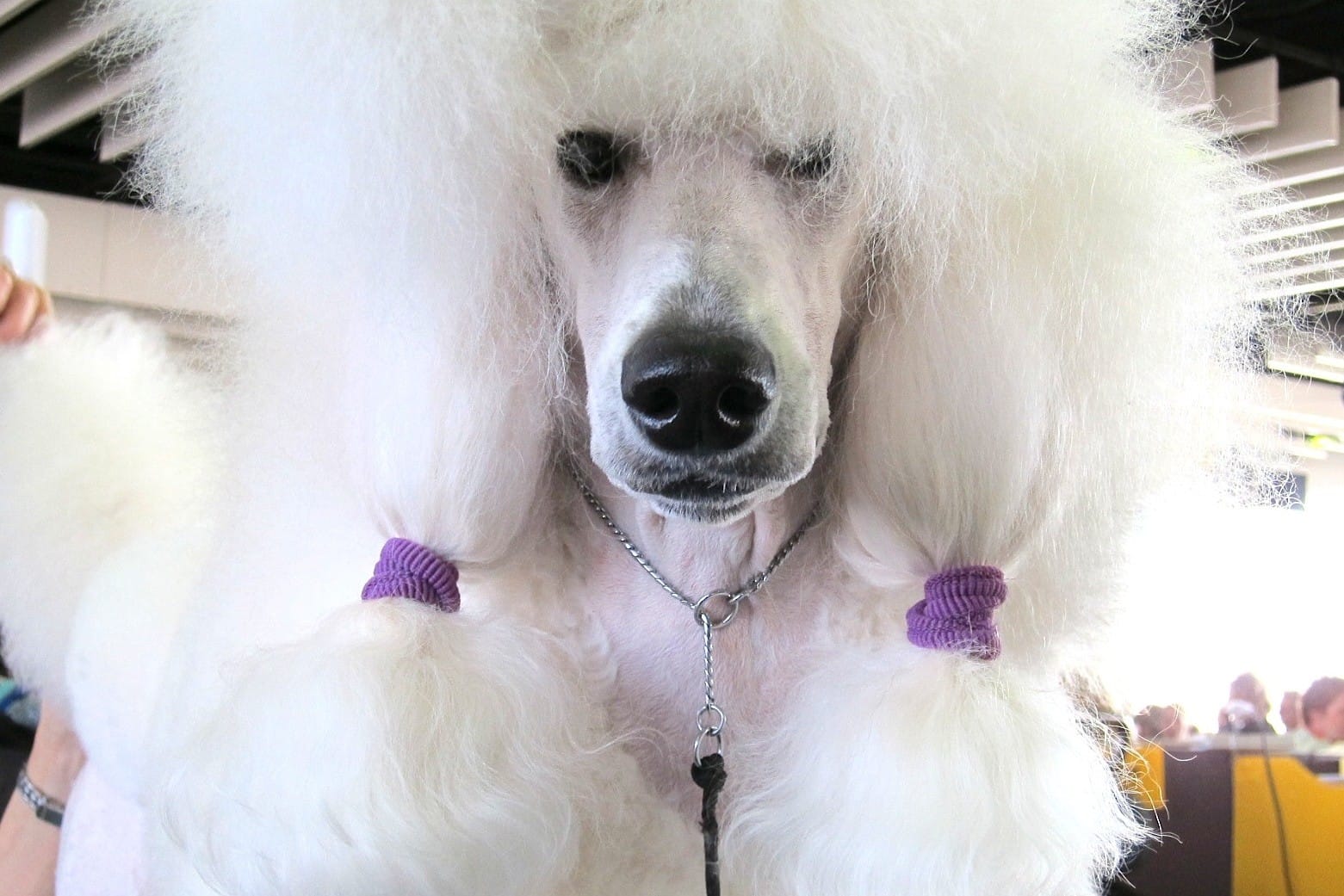 A Standard Poodle in show clip with purple bands, close up at the benching area