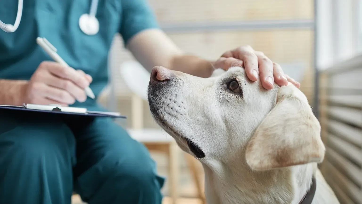 Analyzing the Soaring Cost of Pet Insurance: 2020-2022