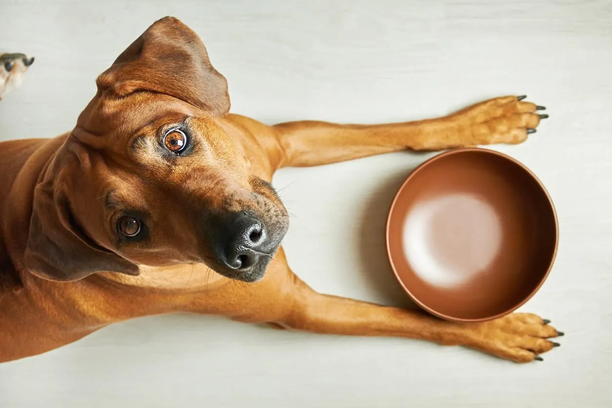 The Health Implications of Once-Daily Feeding For Companion Dogs