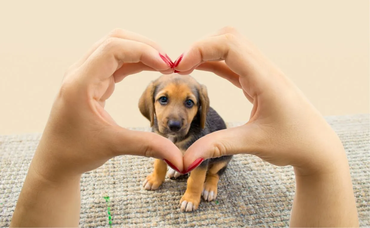 Does Your Dog Love You? New Study Into The Science Behind Canine Affection