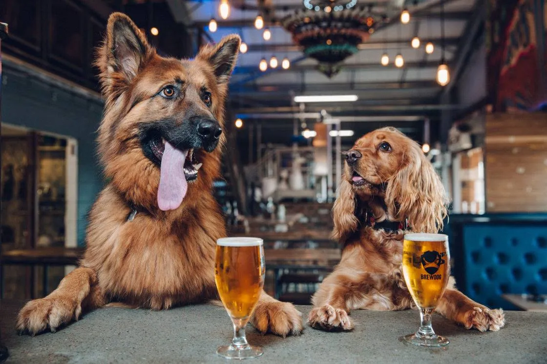 Beyond the Dog Park: The Fusion of Hospitality and Dog Friendly Social Spaces
