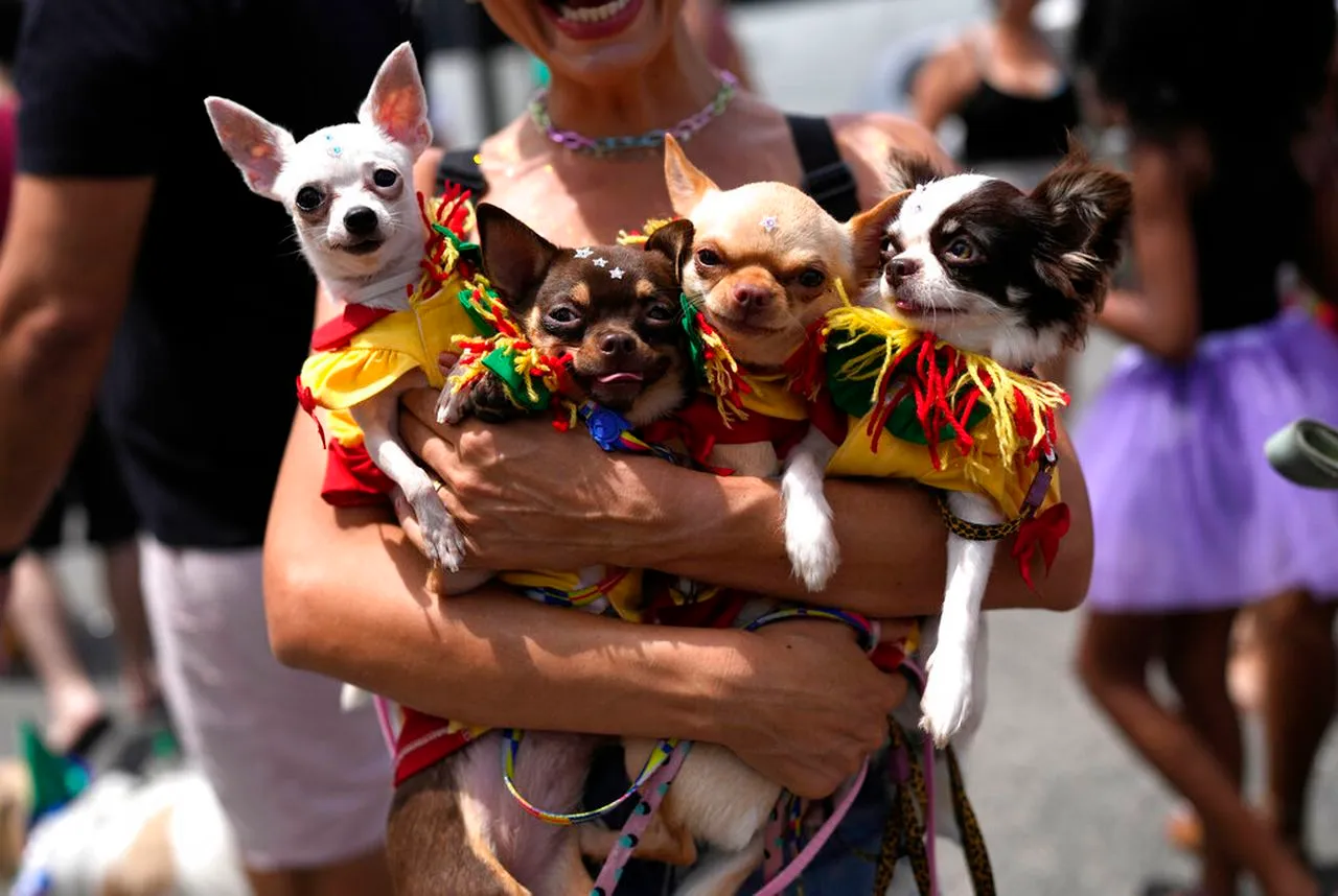 Dog Friendly Guide To Crafting Unforgettable Festival Experiences with Your Dog