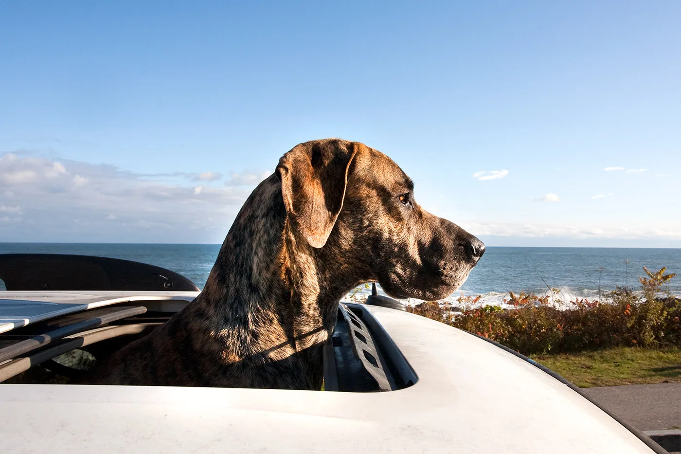 Traveling with Dogs: Health Considerations and Veterinary Recommendations