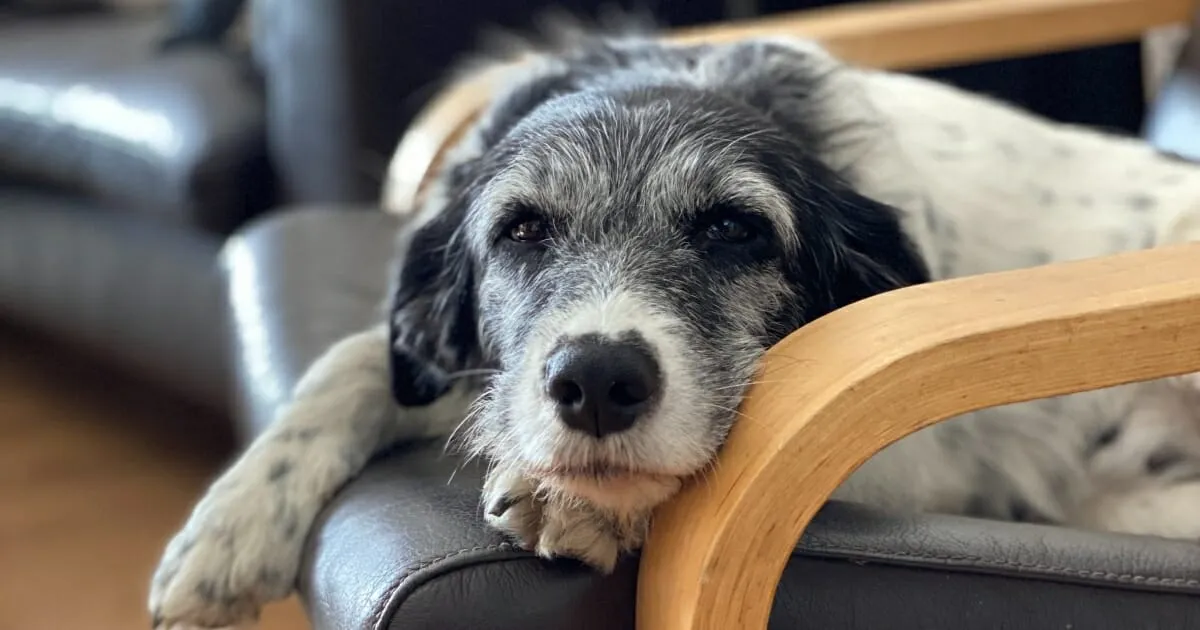 Why Do Old Dogs Get Cranky and Bark a Lot? Treating Senior Dog Behavior Changes