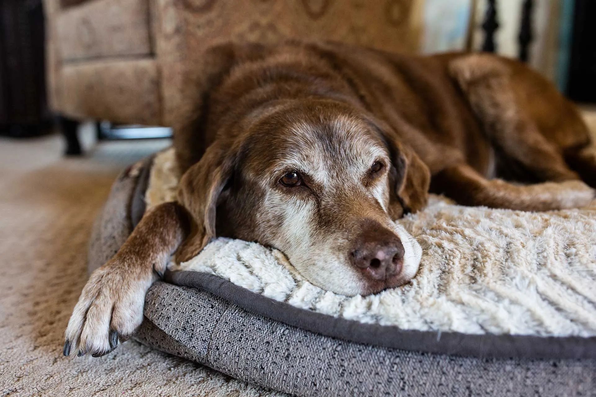 Caring For Older Dogs Part Four: Adapting Your Home