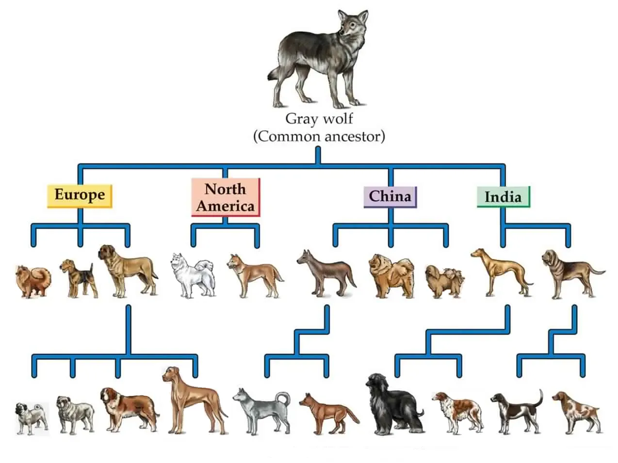 Breed Origins and Evolution: A Deep Dive into the History of Popular Dog Breeds