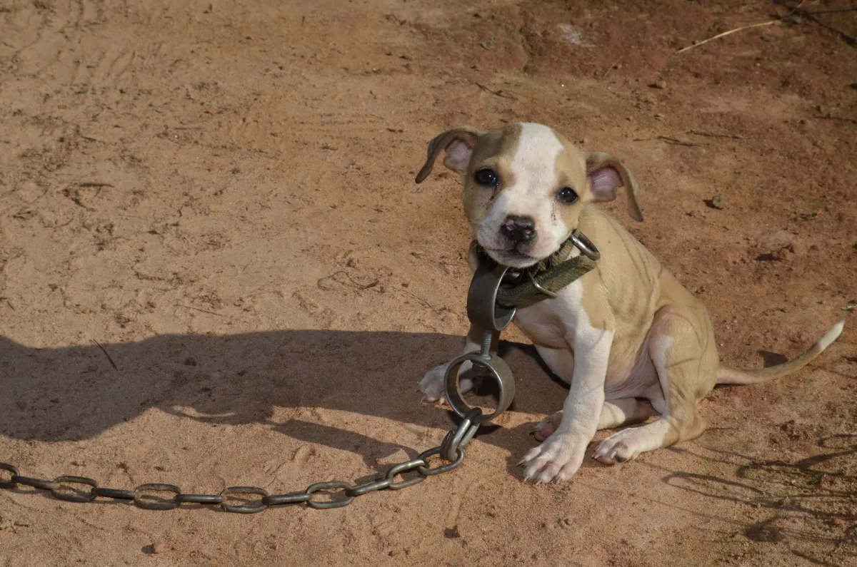The Animal Welfare Investigation Project: Shining a Light on Illegal Dog Fighting and Mafia Puppy Farms.