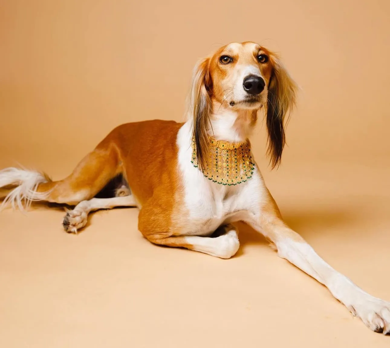 The Saluki: Preserving The Legacy Of A Cultural Treasure