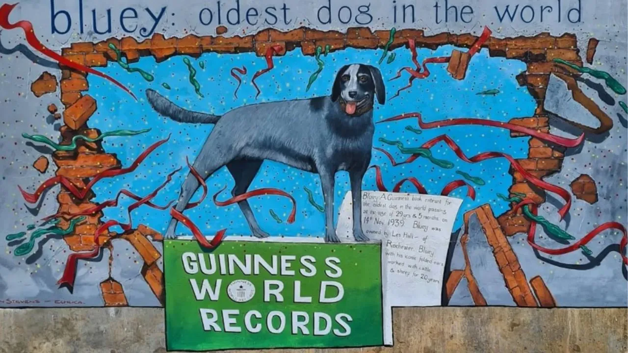 World’s Oldest Dog, Bobi, Stripped of His Title: Bluey Reinstated