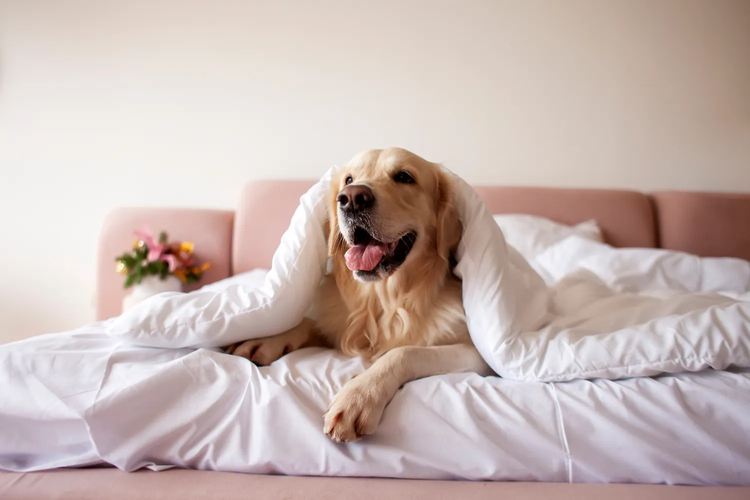 Crafting the Perfect Pet Policy: A Guide for Hotels