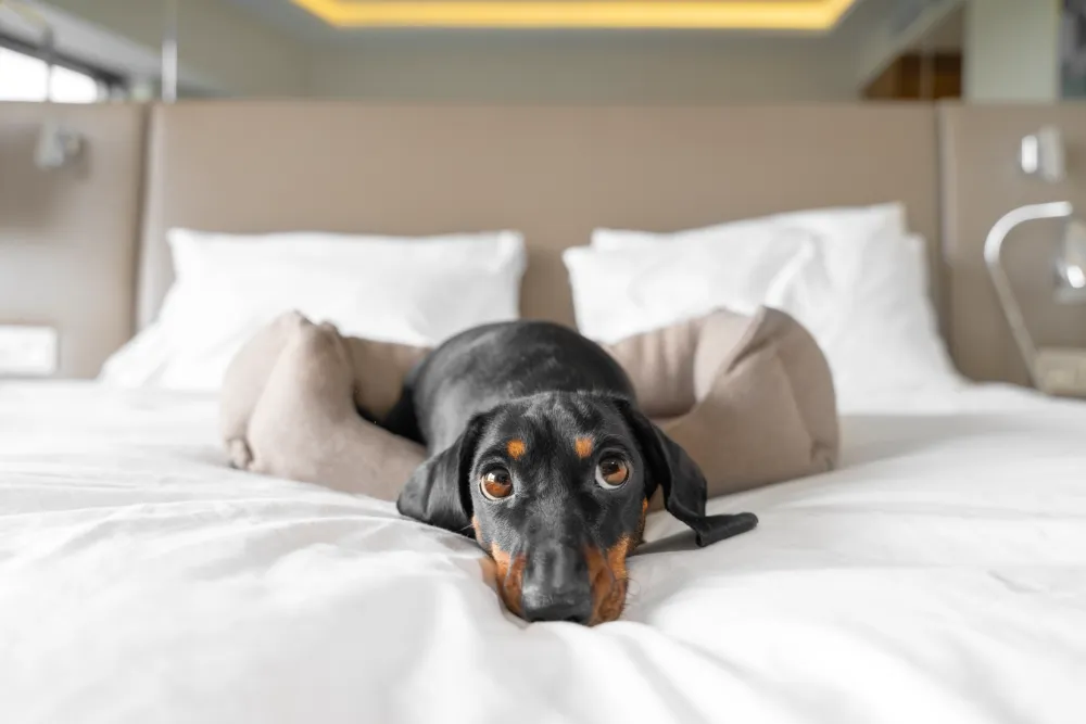 How to Spot Genuine Dog-Friendly Hotels & Avoid the Pet-Friendly Imposters