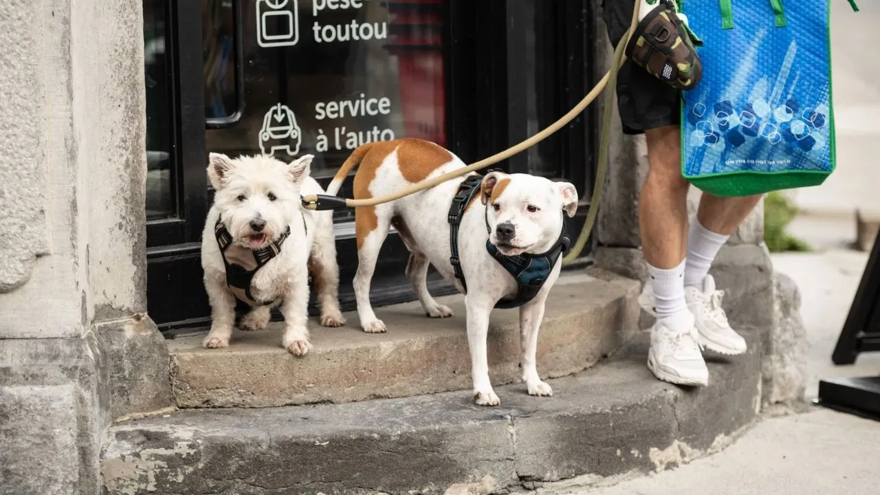 Dog Friendly City Guide: Montreal, Quebec, Canada