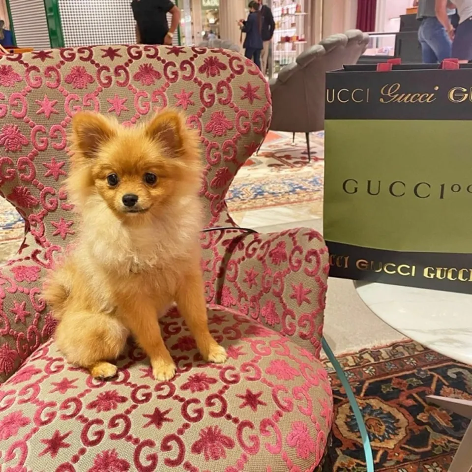 What the World's Best Retail Centres Understand About Dogs