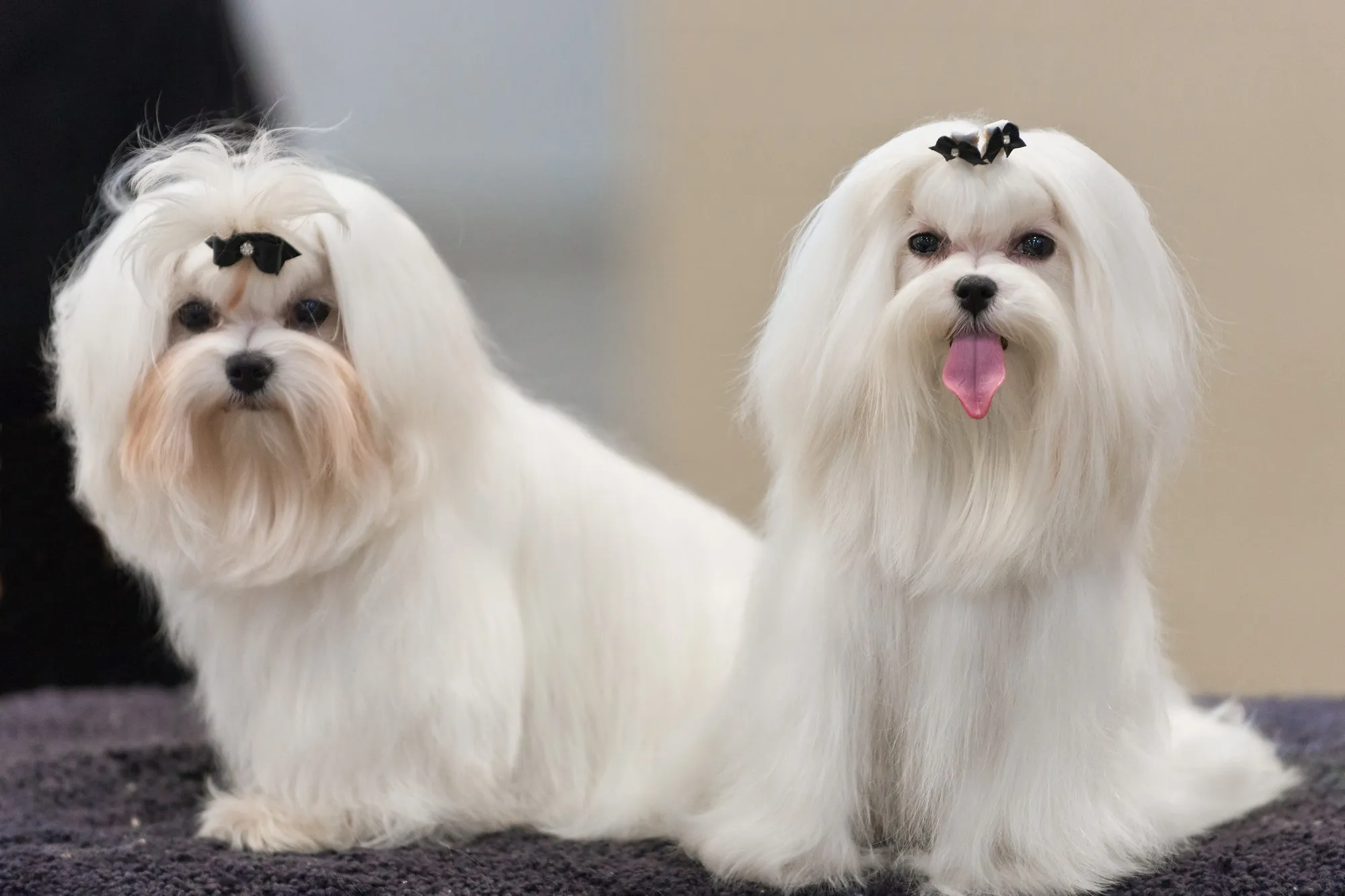 Two Maltese with black bows in their topknots, groomed for the ring at an AKC dog show