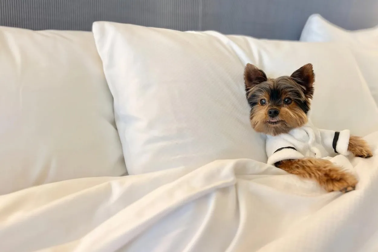 A Yorkshire terrier in a white robe sitting up in a hotel bed at the InterContinental Miami