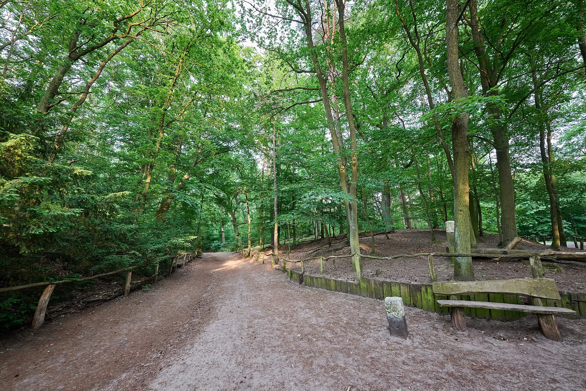 A sandy path through beech woods in the Grunewald dog area, with a wooden bench and low log edging beside it
