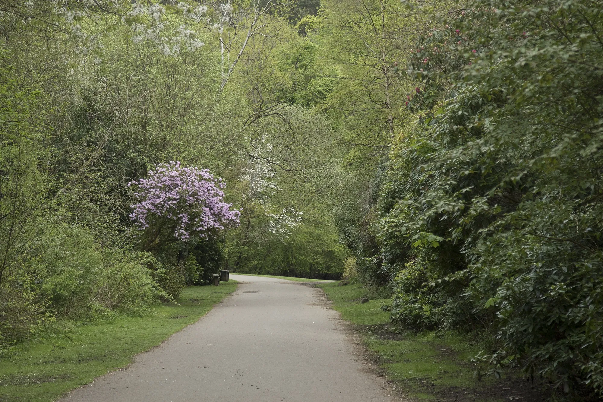 A quiet tarmac path between flowering rhododendrons and tall trees in Pollok Country Park, Glasgow
