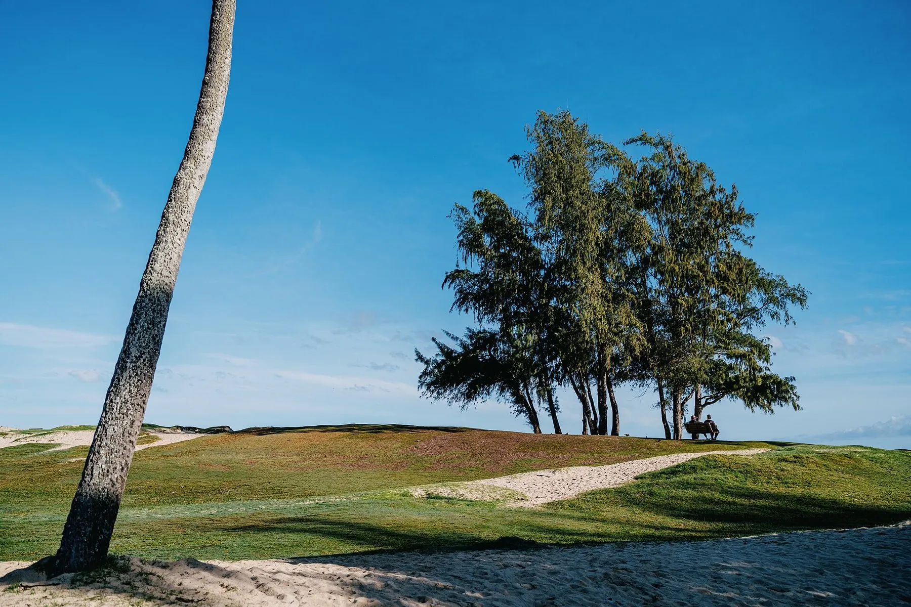 A grassy rise with a sandy path and a stand of ironwood trees under a blue sky at Kailua Beach Park, Oahu