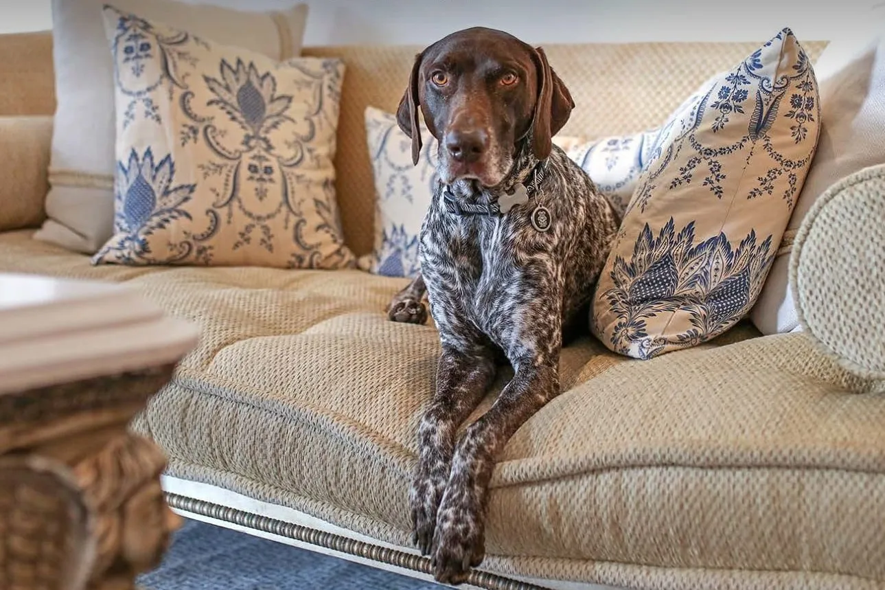 The Quiet Economics of the Hotel Dog Menu