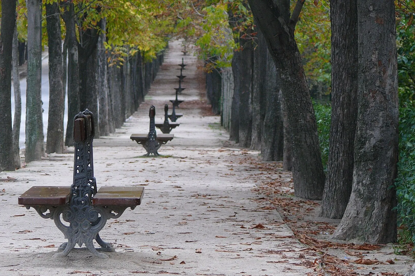 A tree lined avenue with iron benches in the Buen Retiro gardens, Madrid