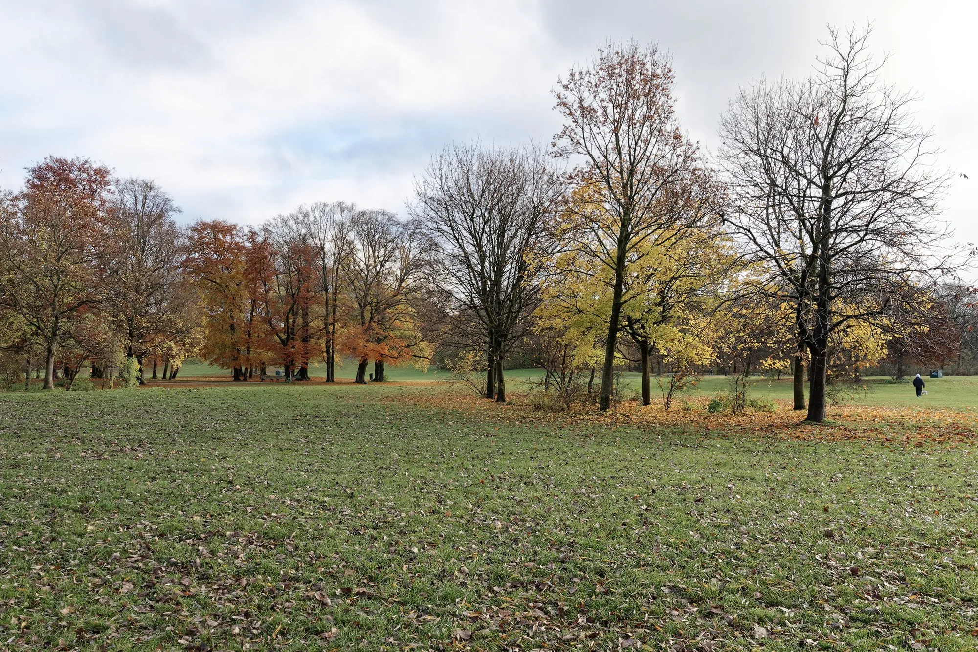 A wide meadow scattered with autumn leaves and ringed by red, yellow and bare trees in the Englischer Garten, Munich, with a walker in the distance