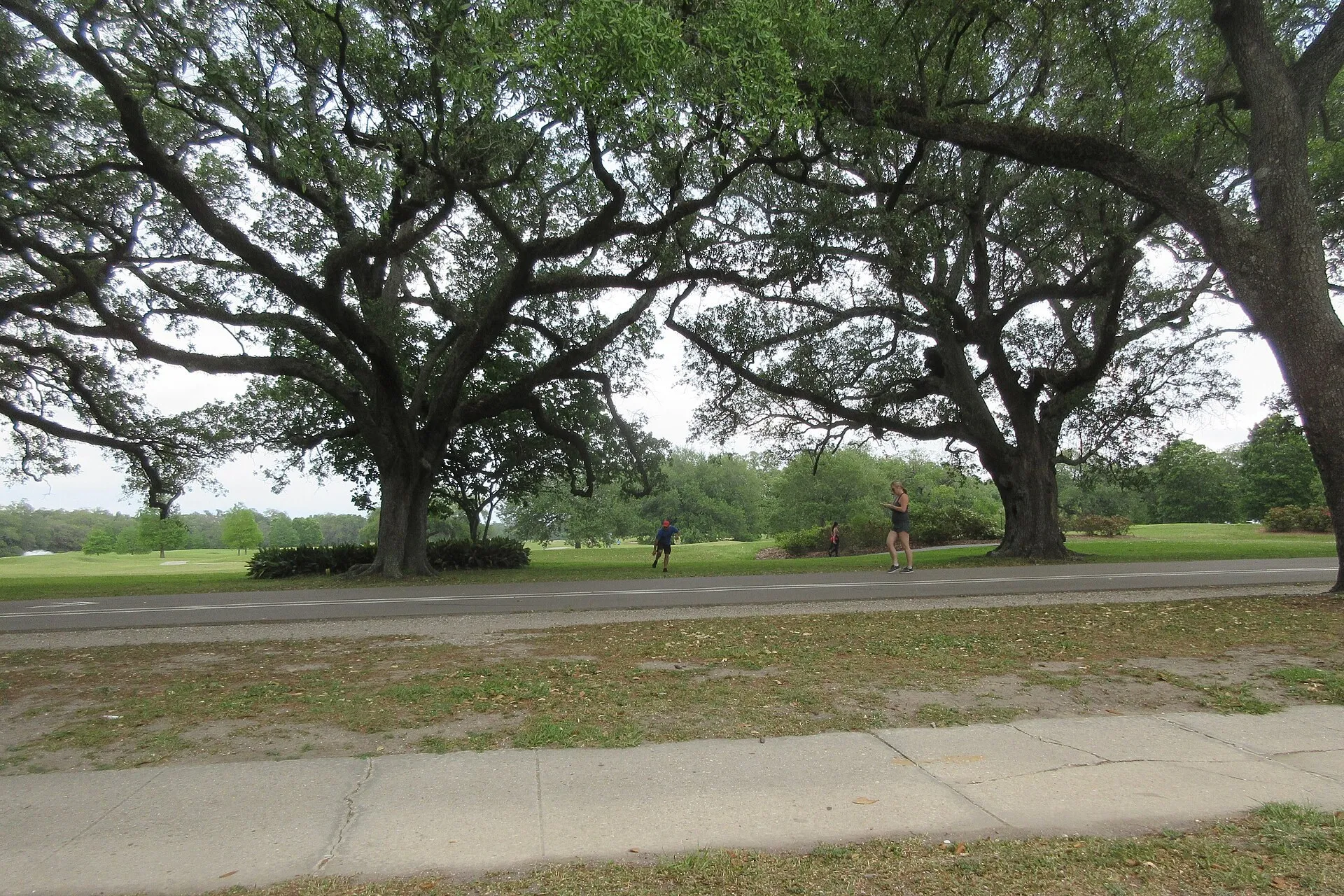 Runners on the path beneath spreading live oaks in Audubon Park, New Orleans